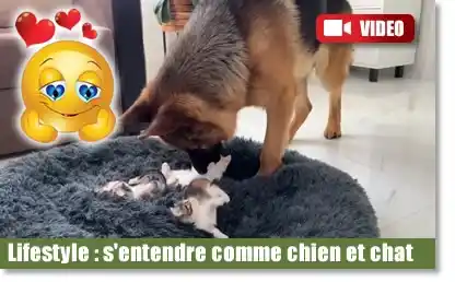 lifestyle insolite berger allemand et chatons